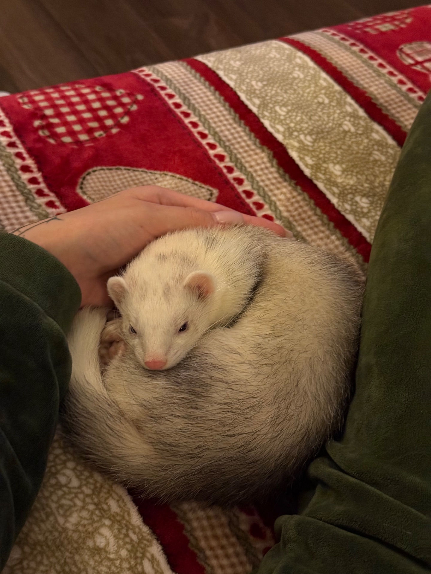 Фретка/тхір/харьок разом з кліткою