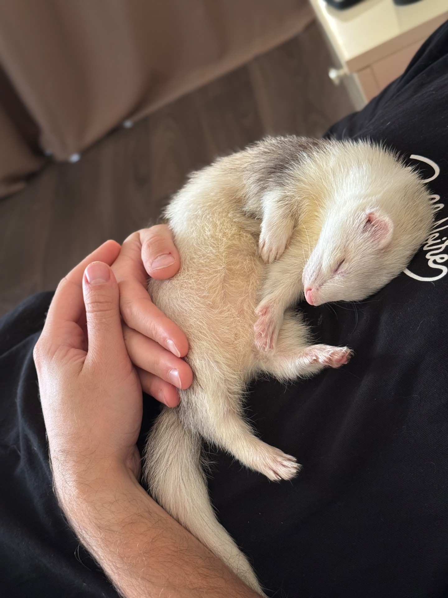 Фретка/тхір/харьок разом з кліткою