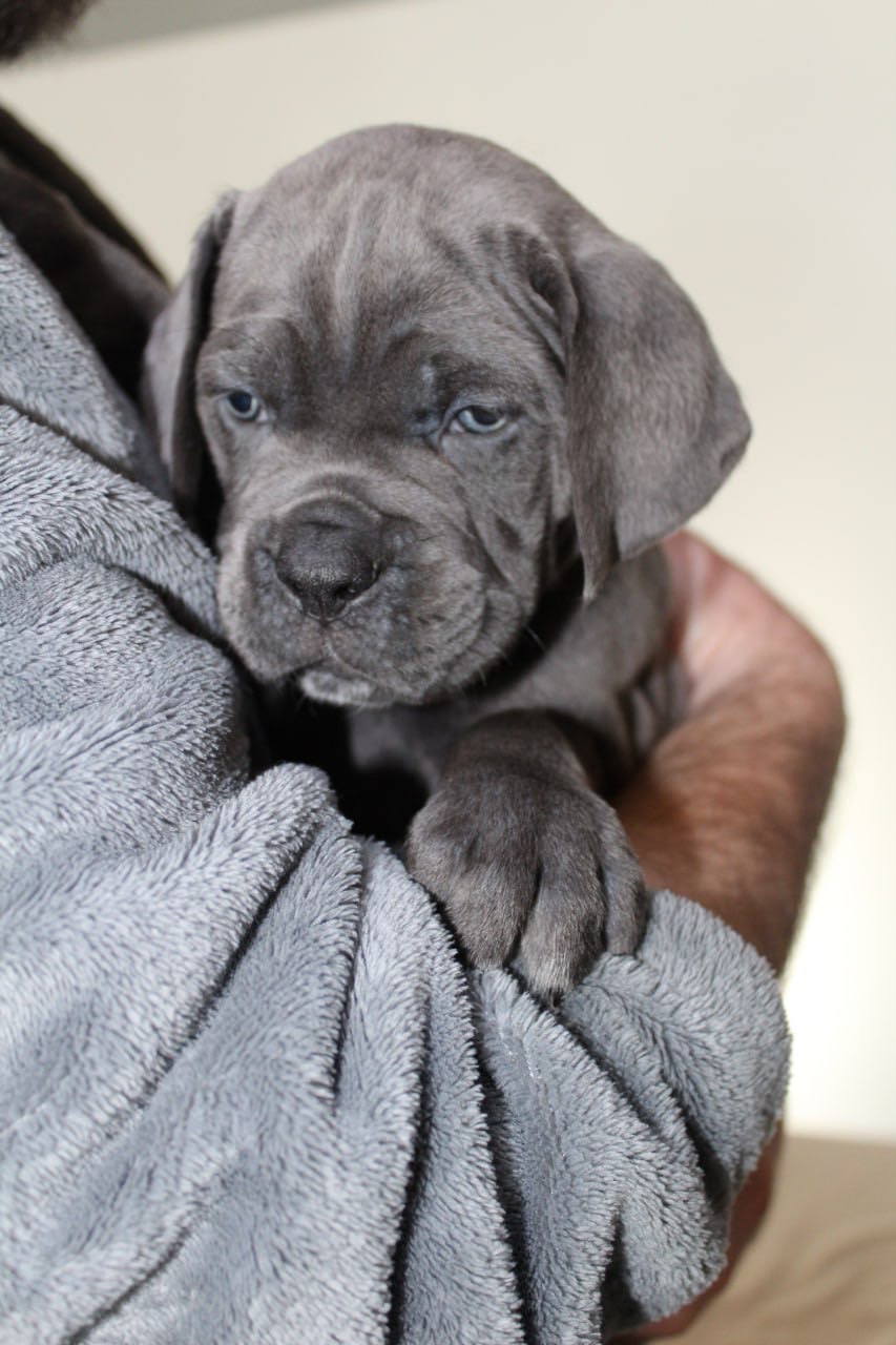 Перспективна дівчинка Cane Corso — Лідерка валентинівського приплоду