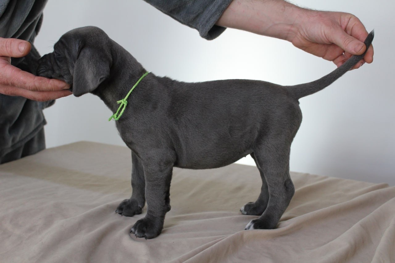 Перспективна дівчинка Cane Corso — Лідерка валентинівського приплоду