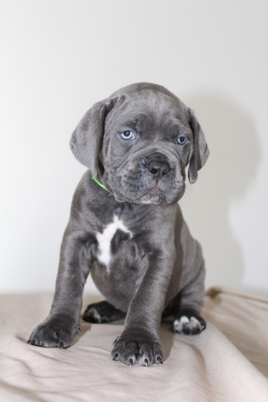 Перспективна дівчинка Cane Corso — Лідерка валентинівського приплоду