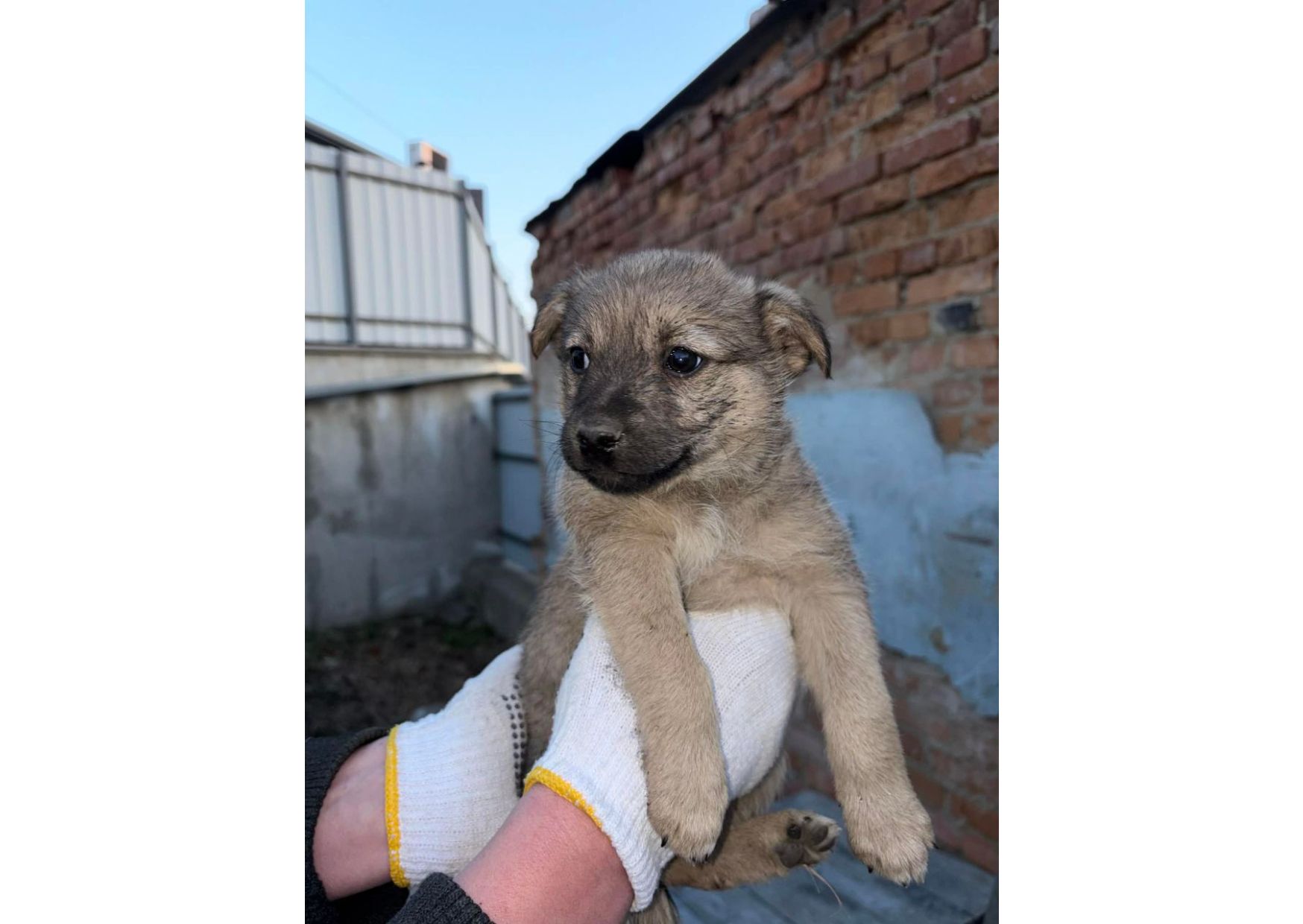 Цуценятам дуже потрібен дім!