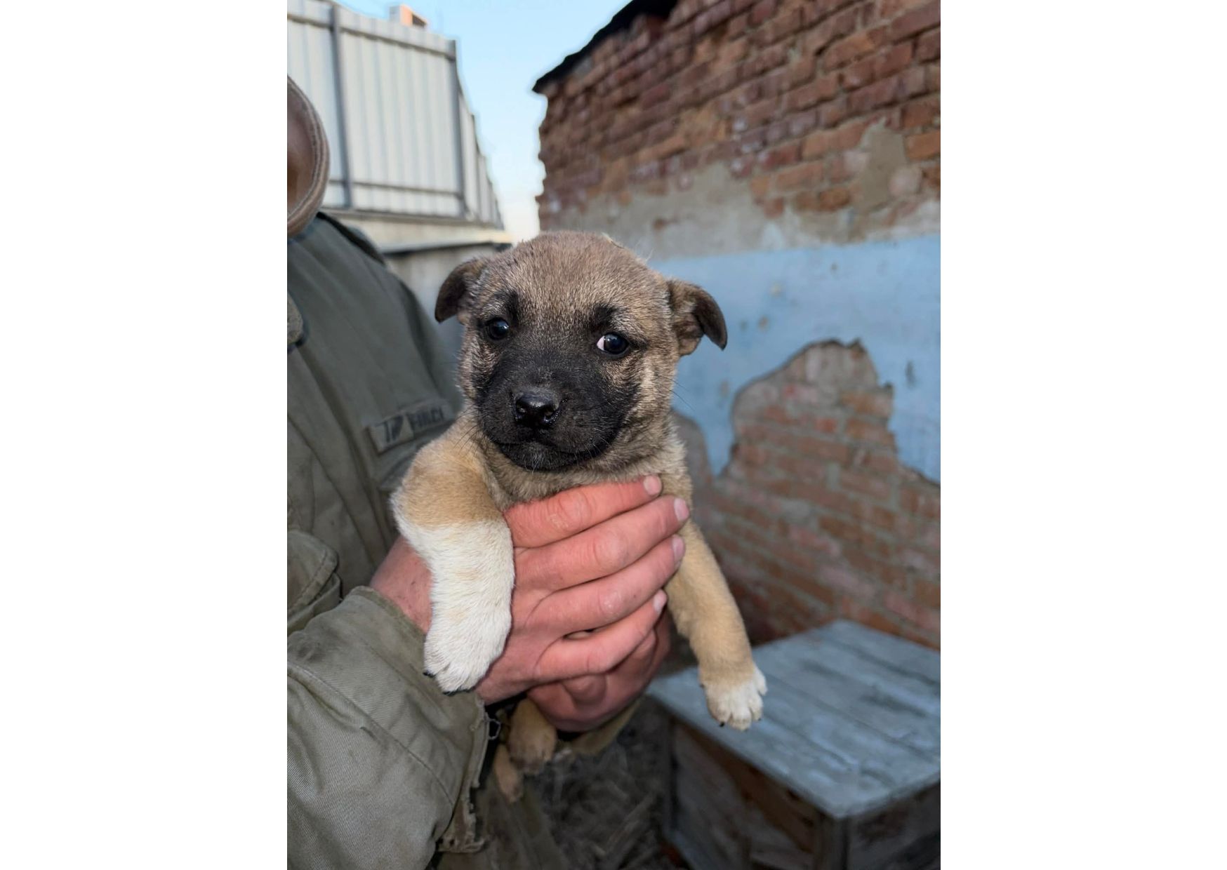 Цуценятам дуже потрібен дім!