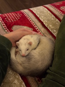 Фретка/тхір/харьок разом з кліткою