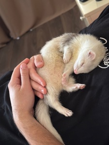 Фретка/тхір/харьок разом з кліткою