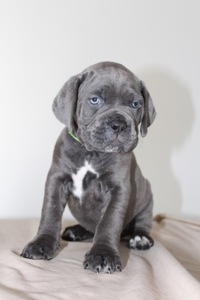 Перспективна дівчинка Cane Corso — Лідерка валентинівського приплоду