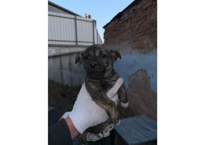 Цуценятам дуже потрібен дім!