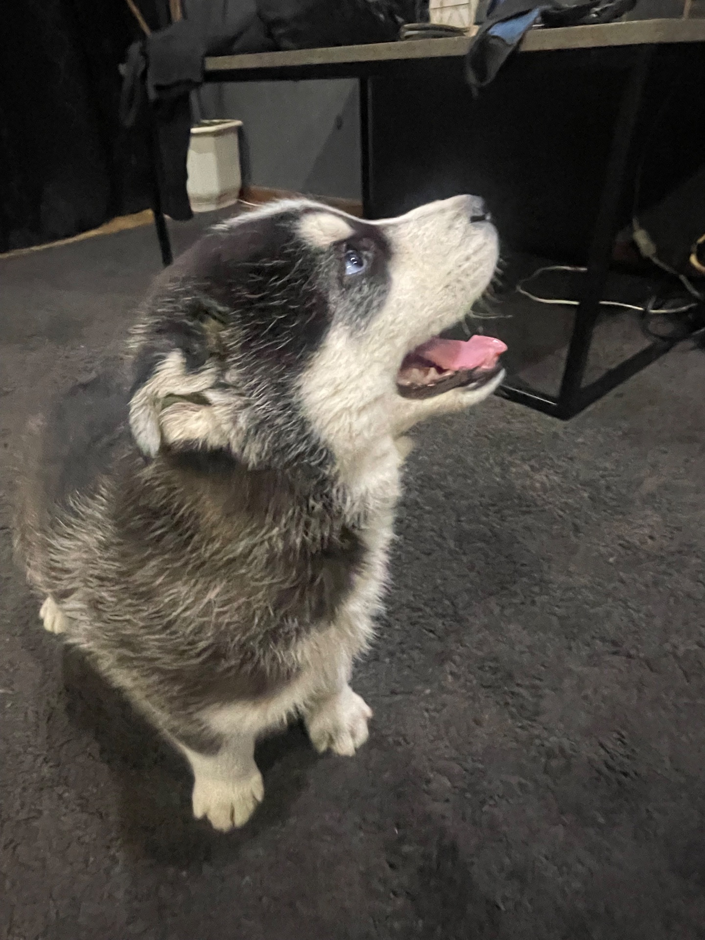 Щенки Хаски