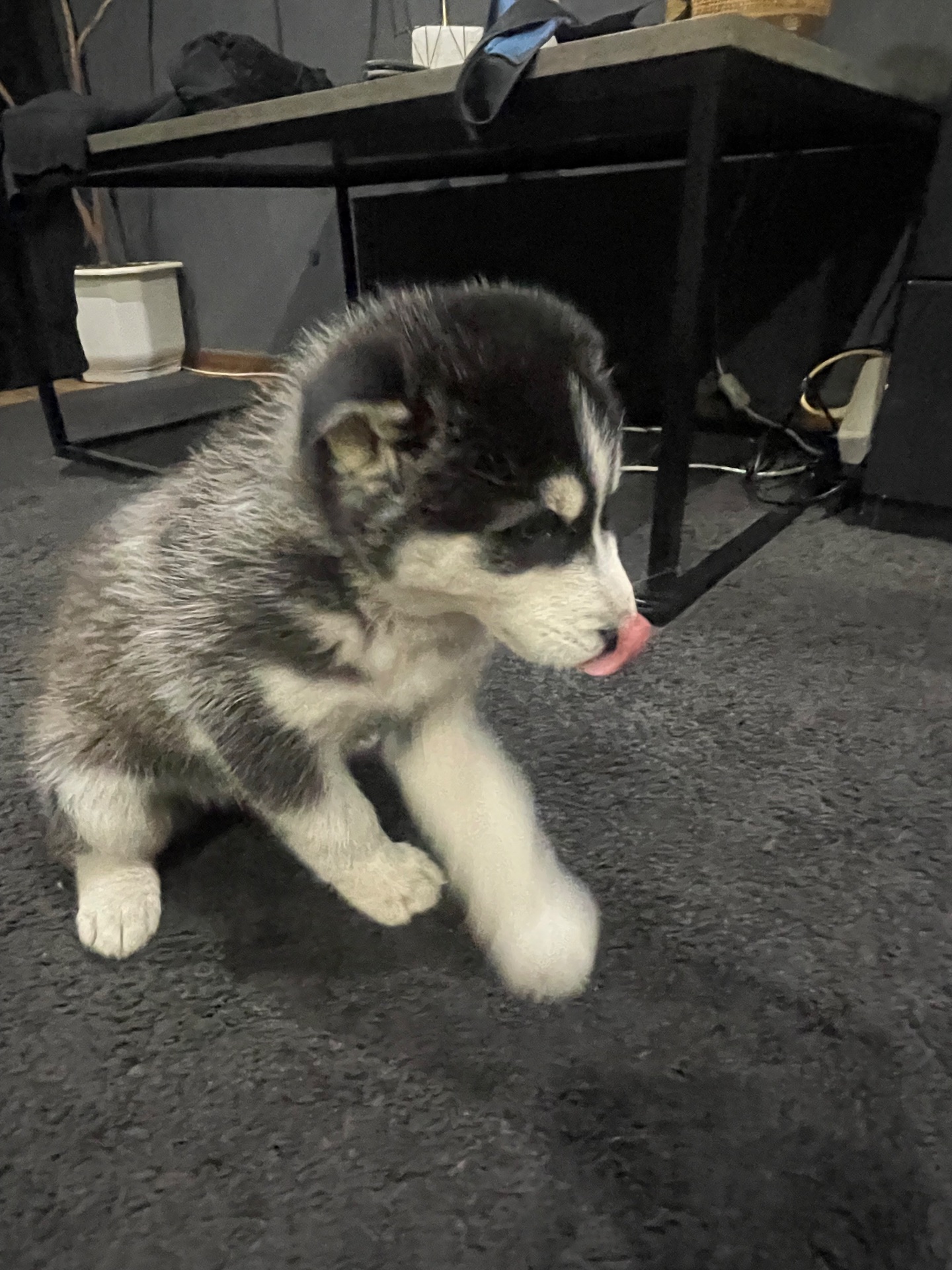 Щенки Хаски