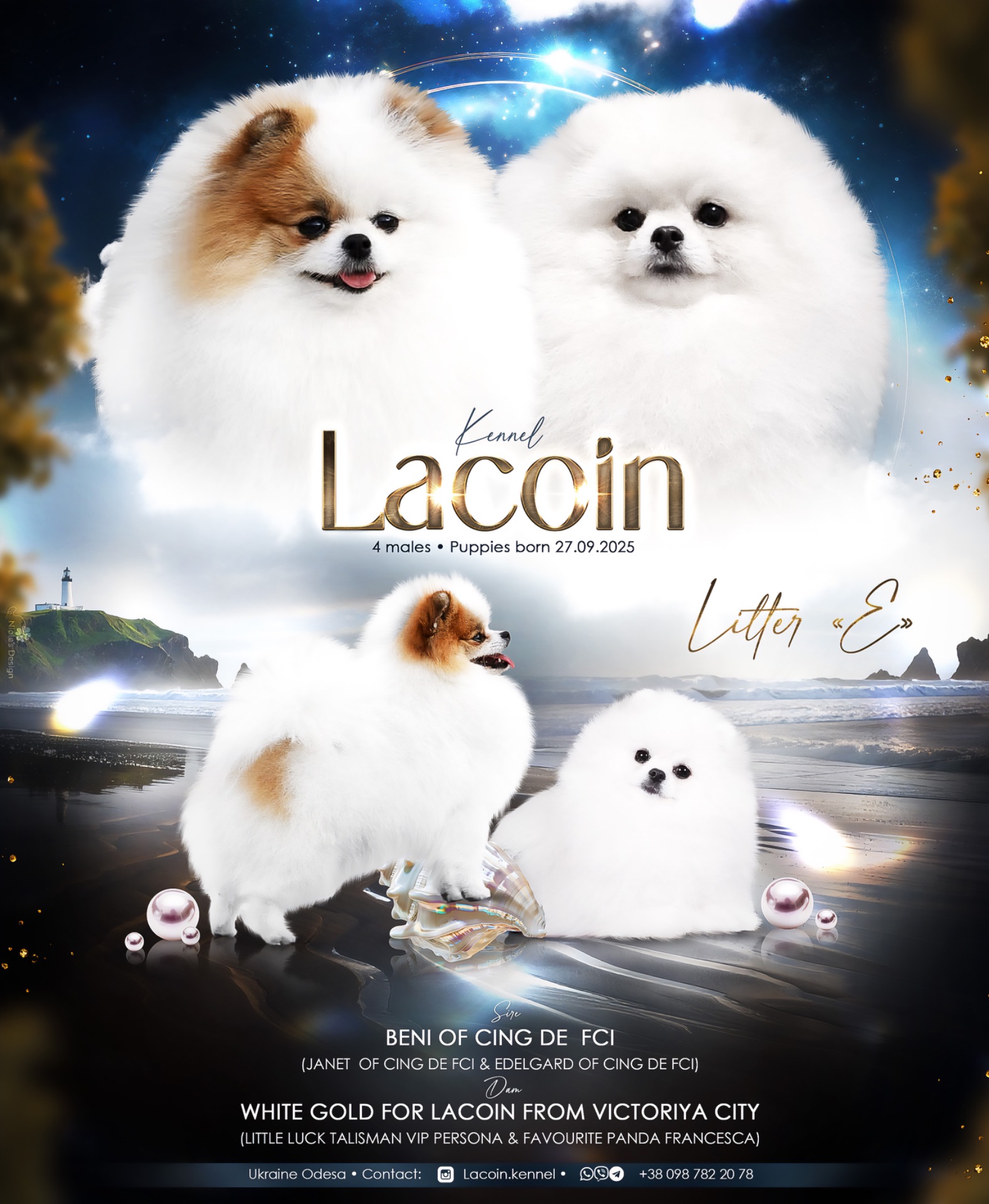 Білий померанський шпіц