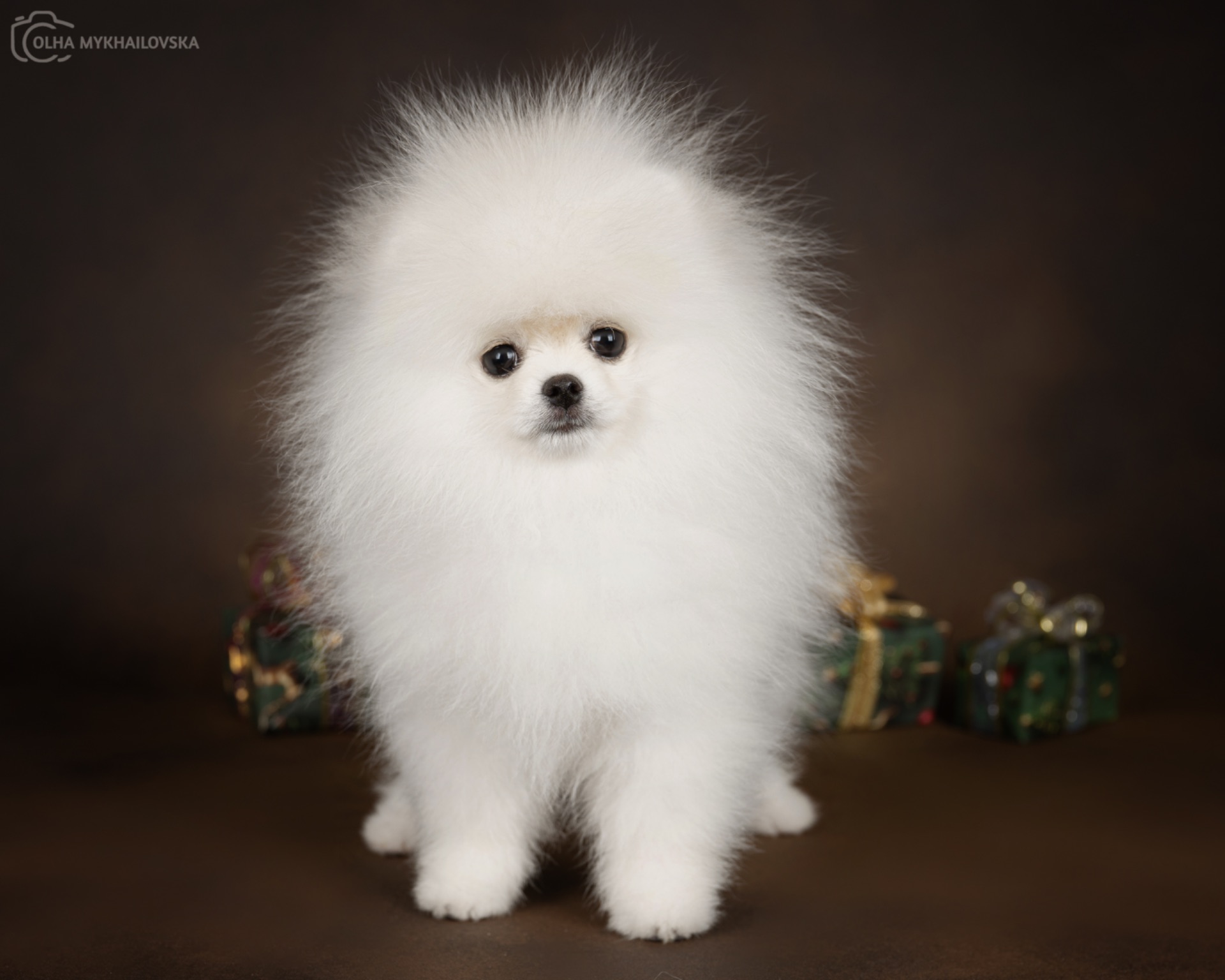 Білий померанський шпіц