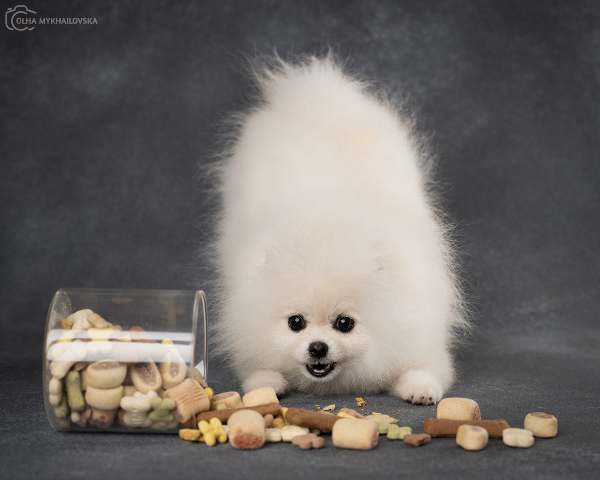 Білий померанський шпіц