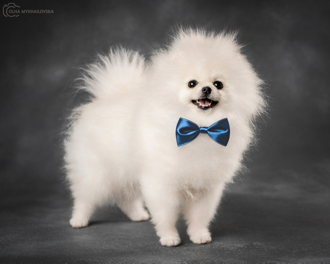 Білий померанський шпіц