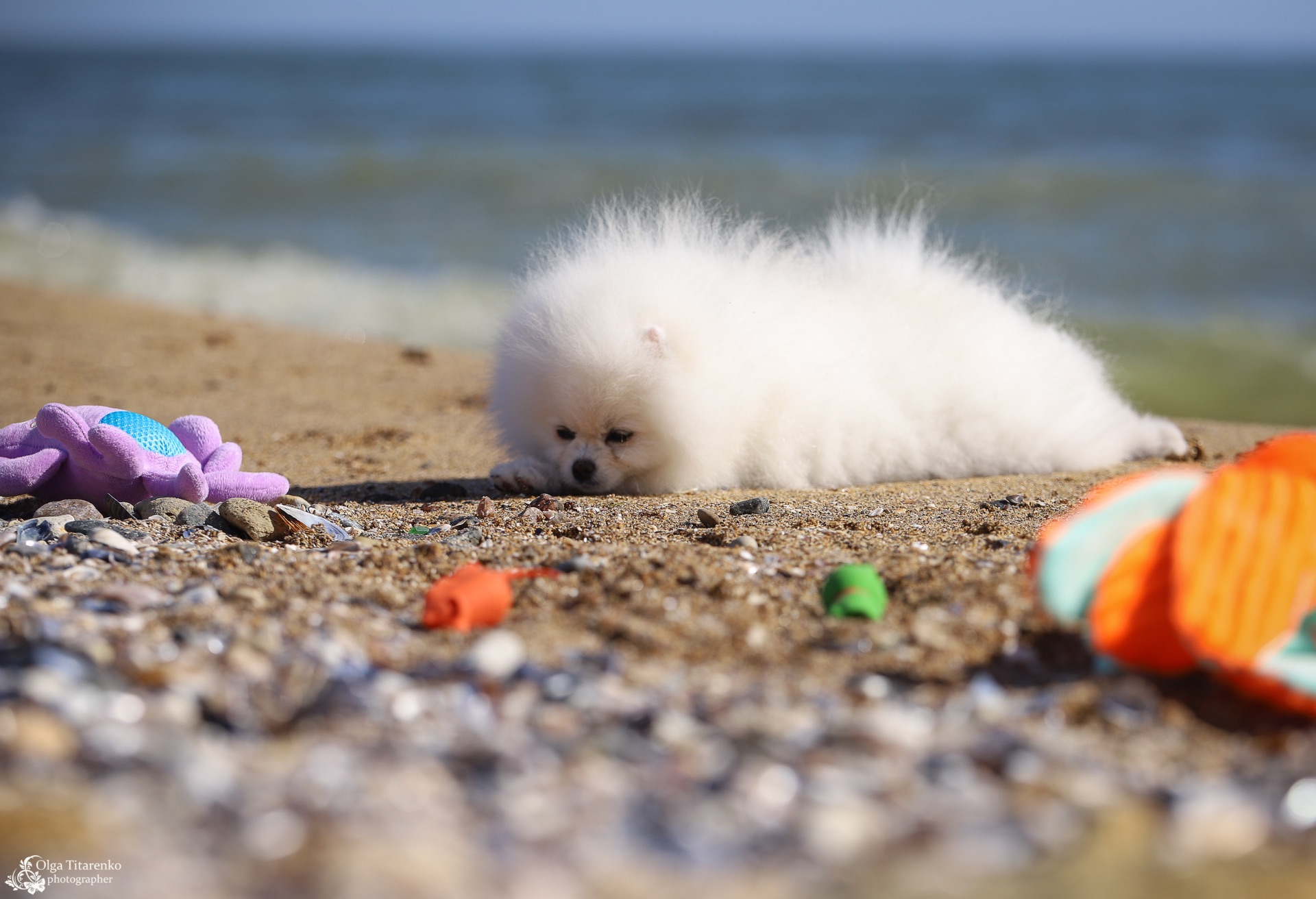 Білий померанський шпіц