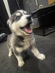 Щенки Хаски