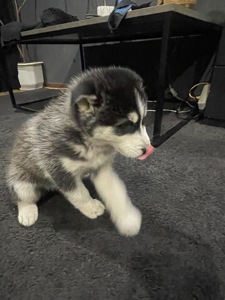 Щенки Хаски