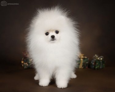 Білий померанський шпіц