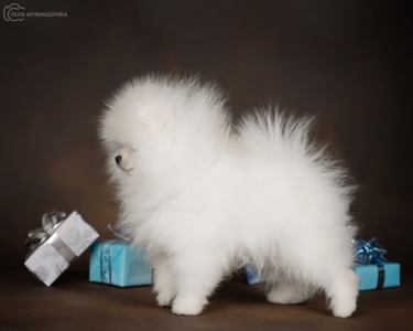 Білий померанський шпіц