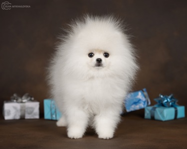 Білий померанський шпіц