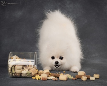Білий померанський шпіц