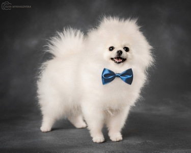 Білий померанський шпіц