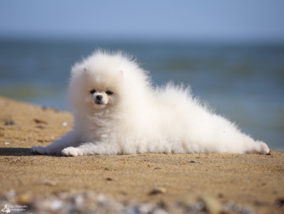 Білий померанський шпіц