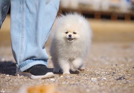 Білий померанський шпіц