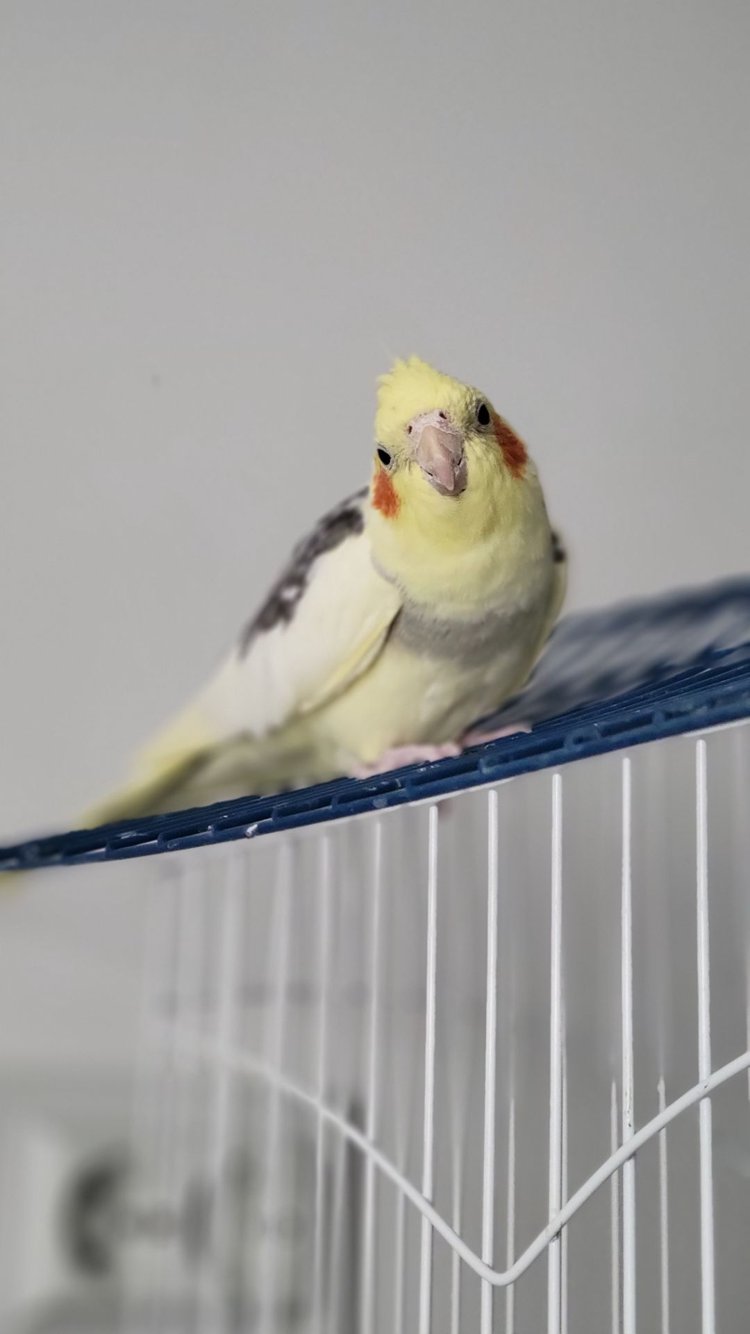 Корелла, німфа