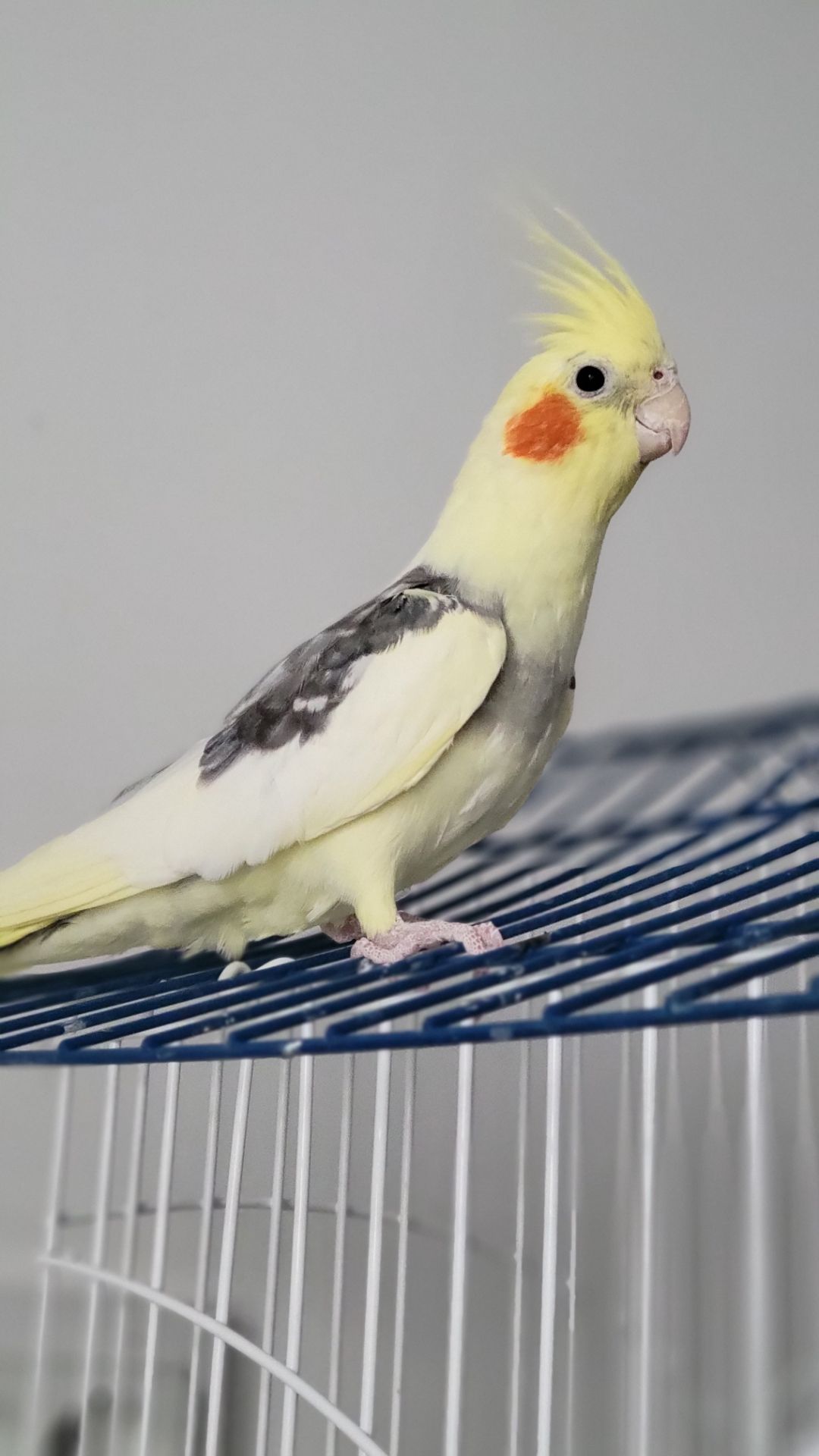 Корелла, німфа