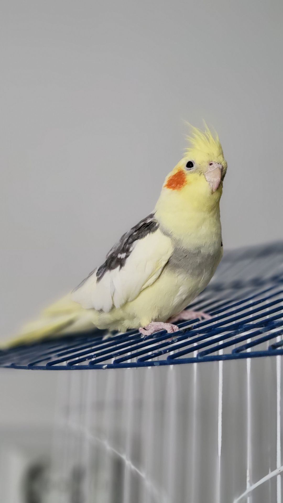 Корелла, німфа