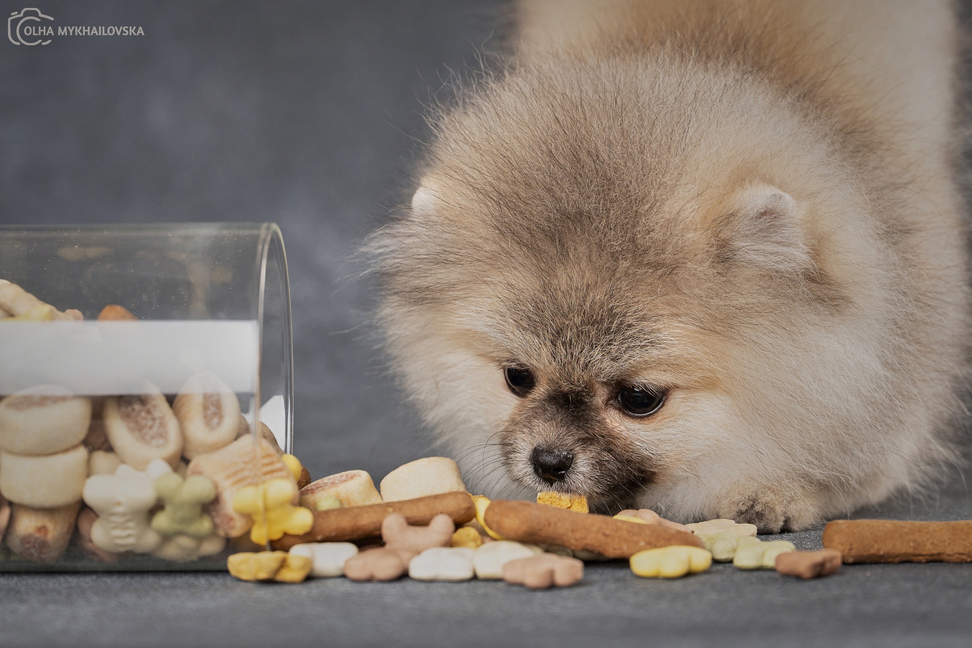 Хлопчик померанського шпіца