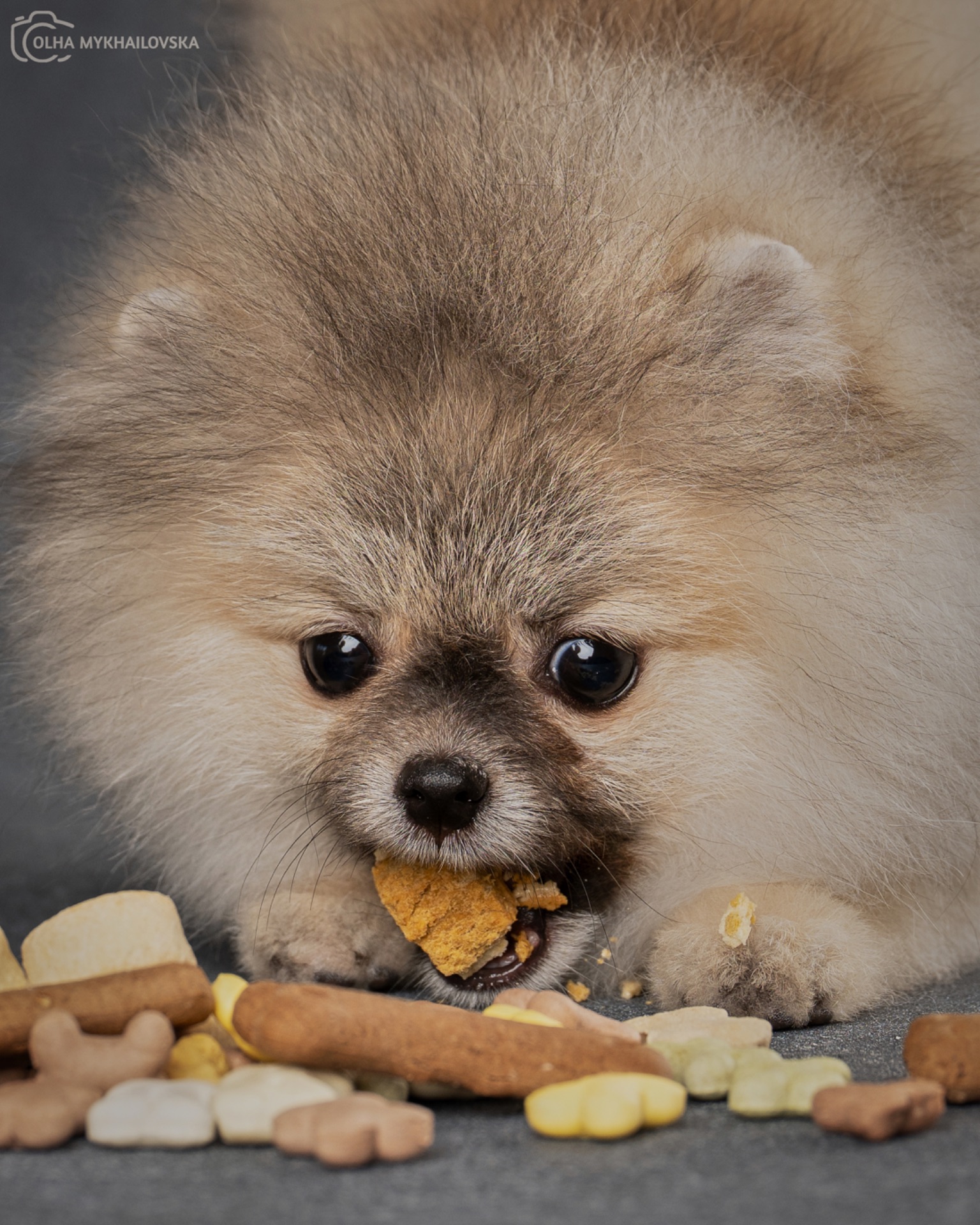 Хлопчик померанського шпіца