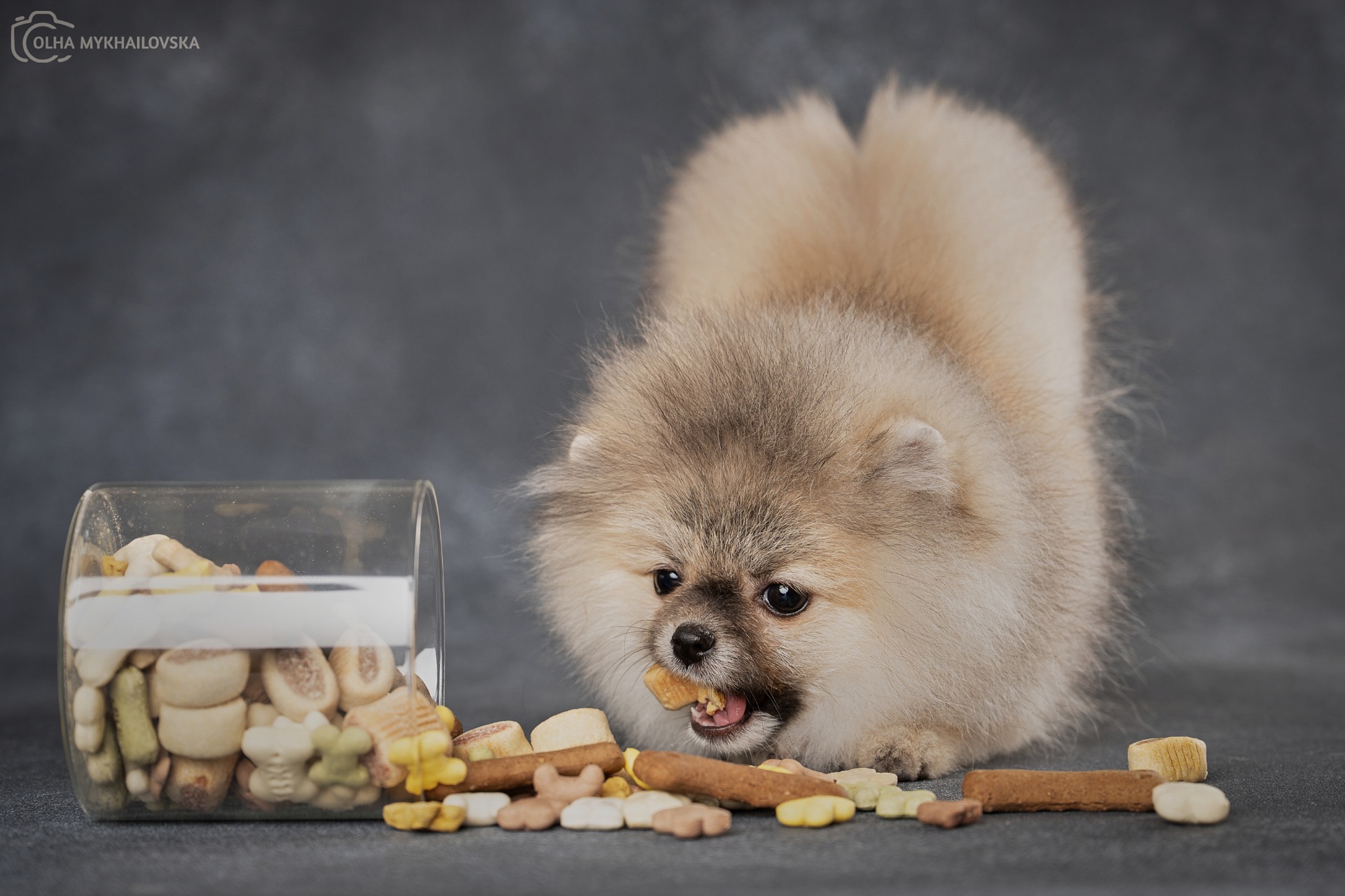 Хлопчик померанського шпіца