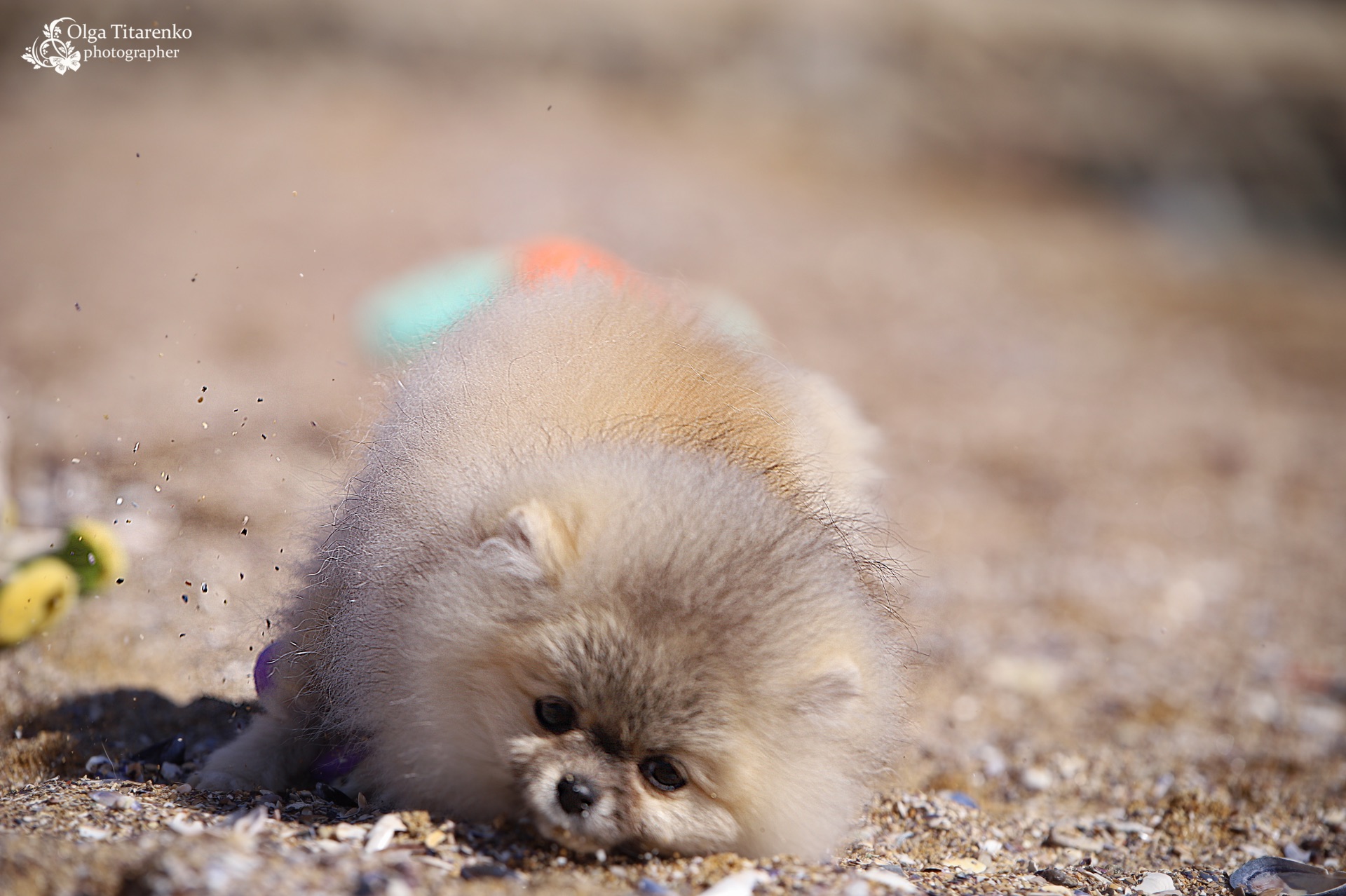 Хлопчик померанського шпіца