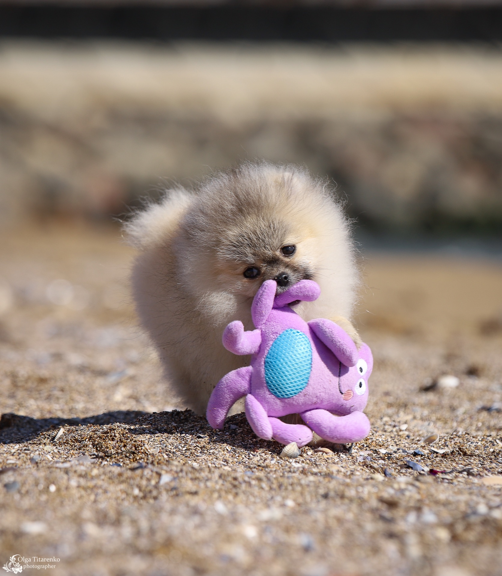 Хлопчик померанського шпіца