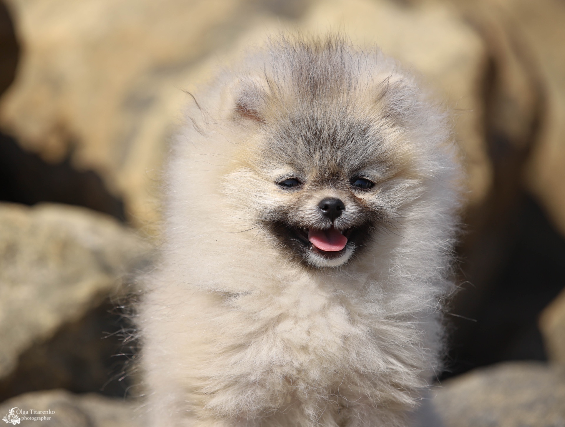 Хлопчик померанського шпіца