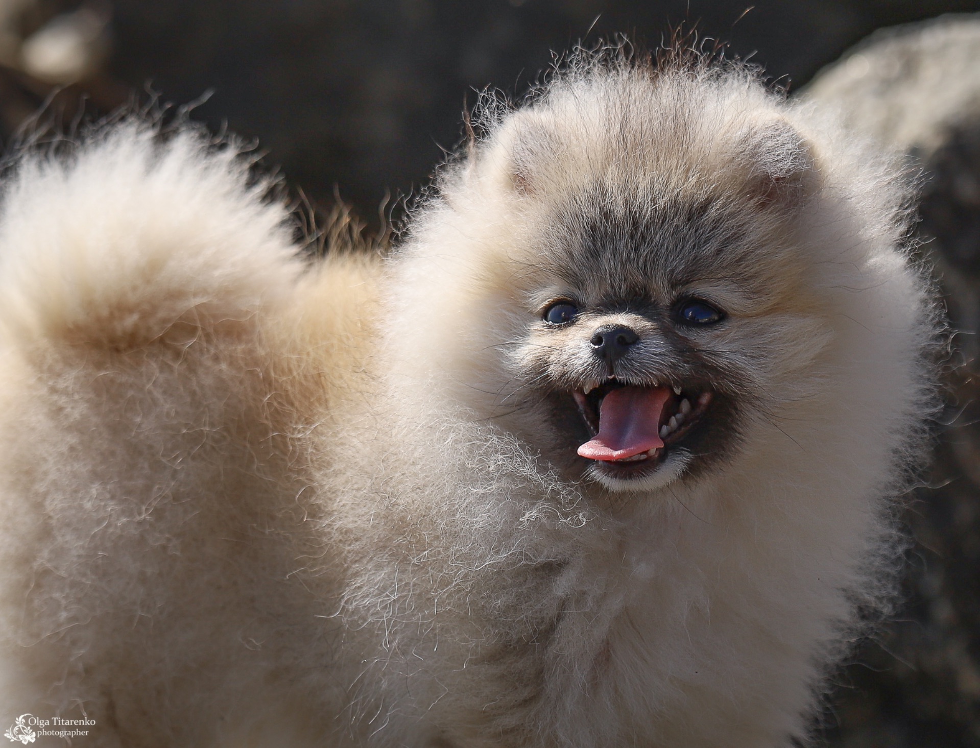 Хлопчик померанського шпіца