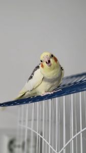 Корелла, німфа