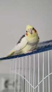 Корелла, німфа