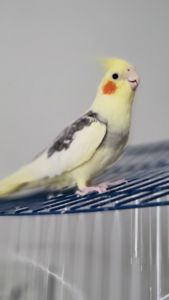 Корелла, німфа