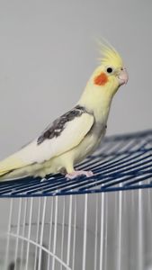 Корелла, німфа