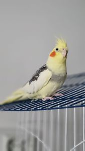 Корелла, німфа