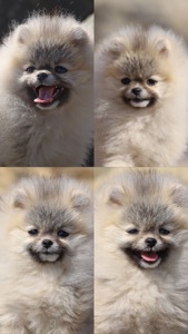 Хлопчик померанського шпіца