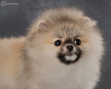 Хлопчик померанського шпіца