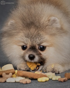 Хлопчик померанського шпіца