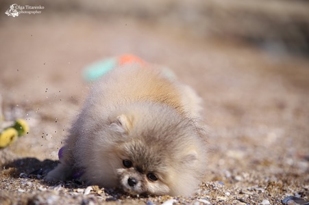 Хлопчик померанського шпіца