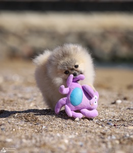 Хлопчик померанського шпіца