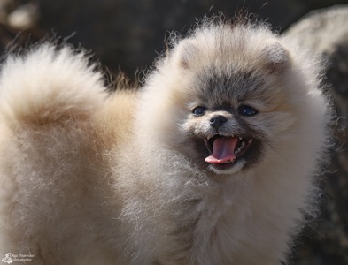 Хлопчик померанського шпіца