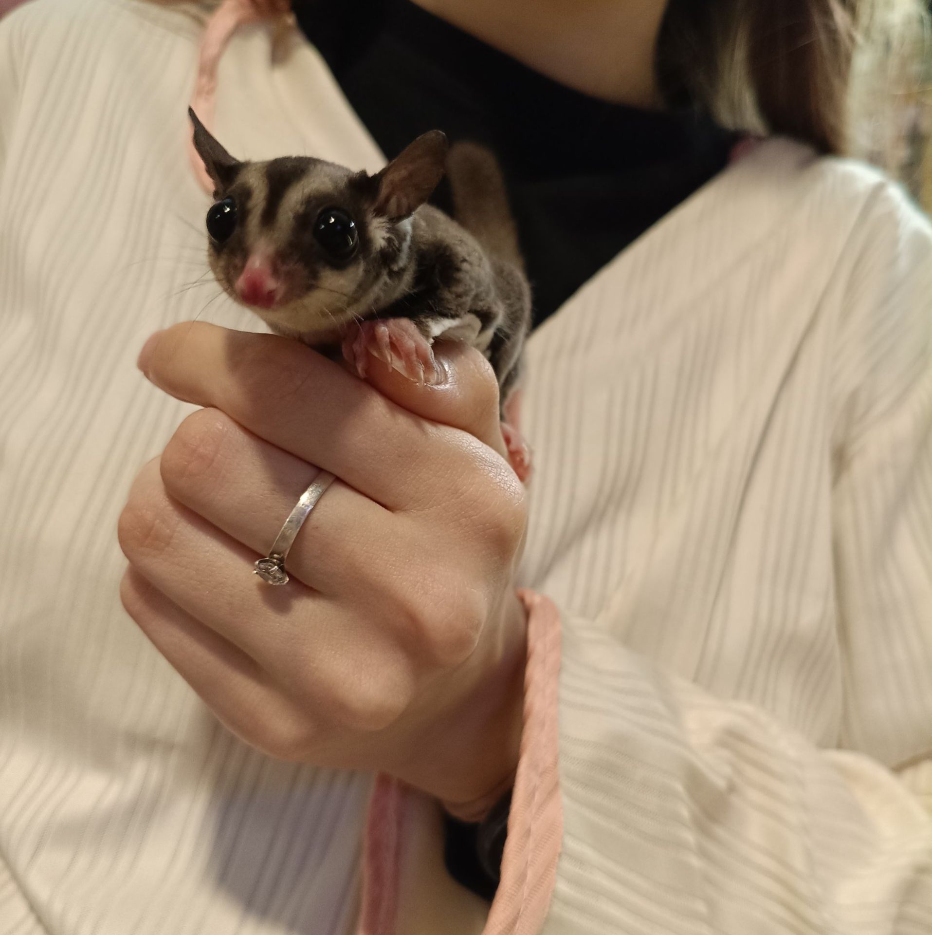 Цукровий посум білка летяга