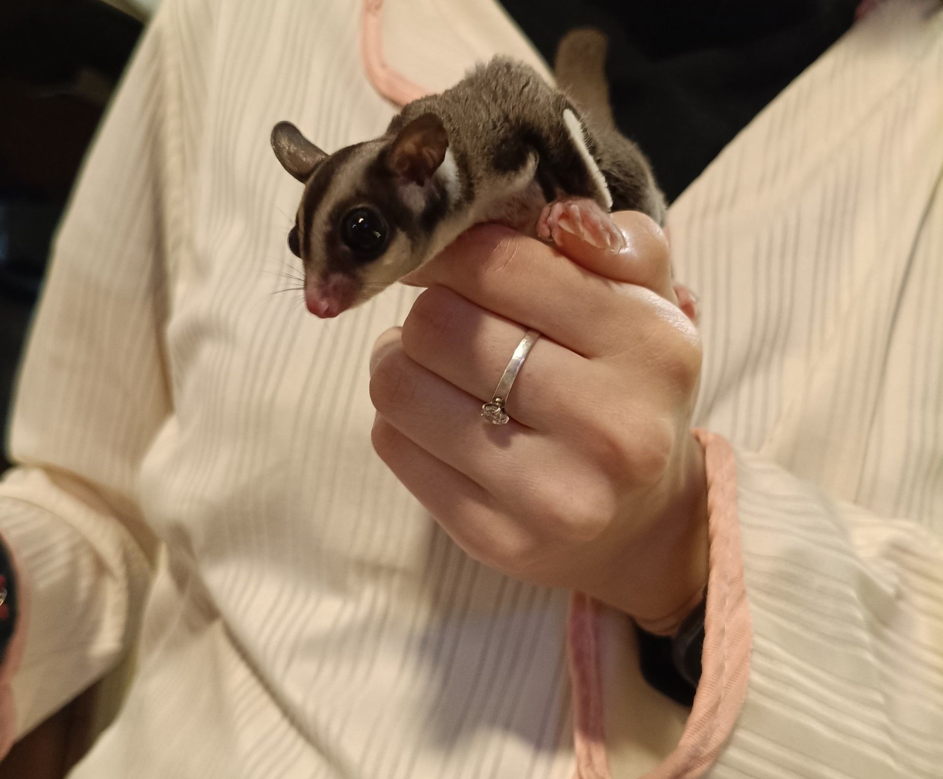 Цукровий посум білка летяга